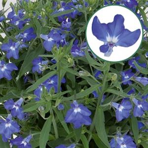 Bild von Lobelia P12 Blue